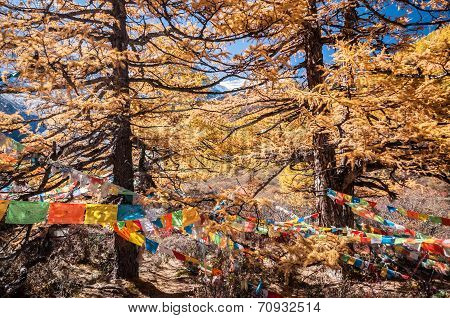 Colorful Autumn