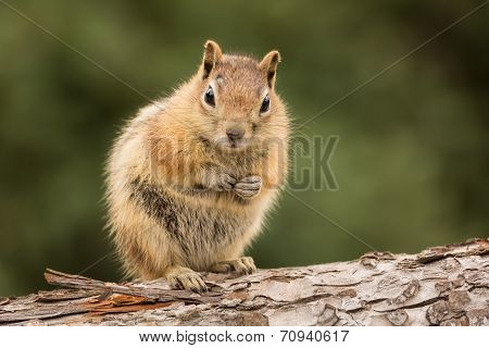 Cute Chipmunk Well Fed On Nuts And Seeds
