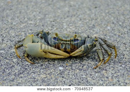 Blue crab in Florida Keys