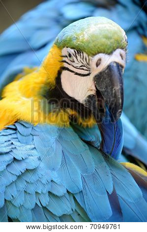 Macaw