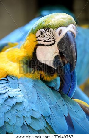 Macaw