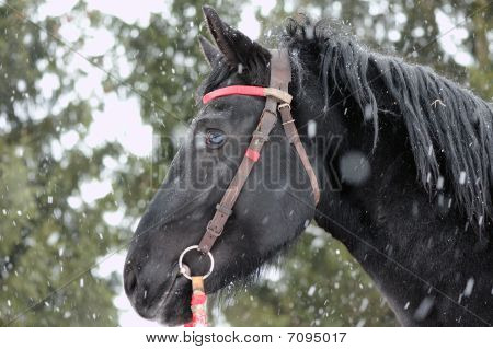 Sorte hest