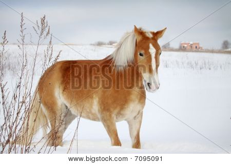 Konia Palomino