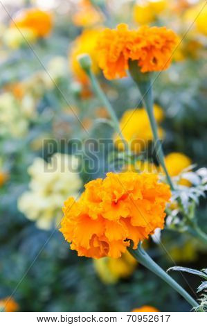 Marigold