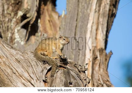 Tree Squirrel Sit In Old Dead Tree To Enjoy The Morning Sun