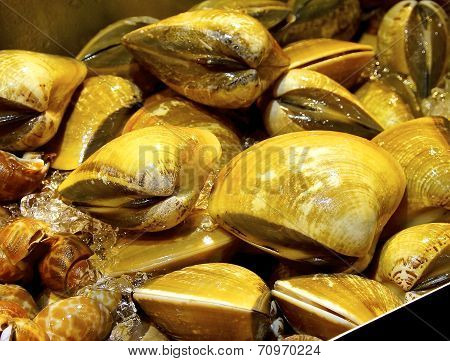 Clam closeup
