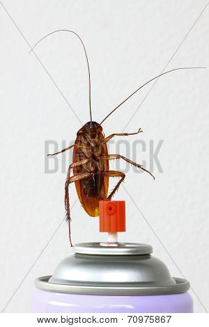 Close up cockroach isolated on white, Roach won pesticides