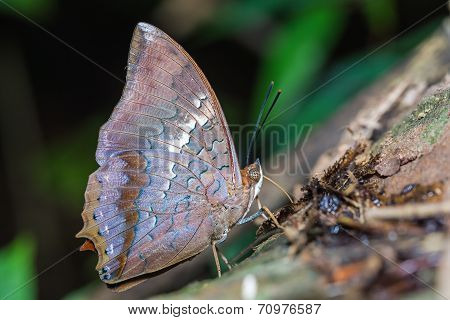Tawny Rajah Butterfly
