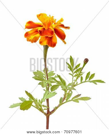 Tagetes Flower Isolated On White Background
