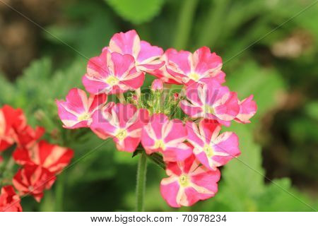 Verbena Hybrida flower