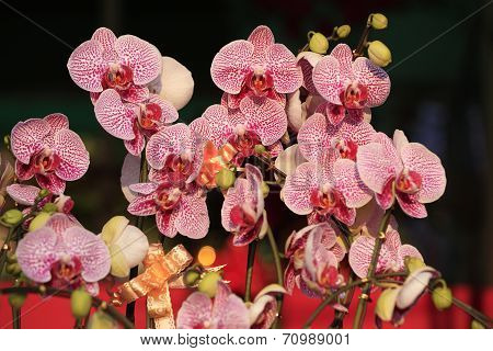 pink moth flowers