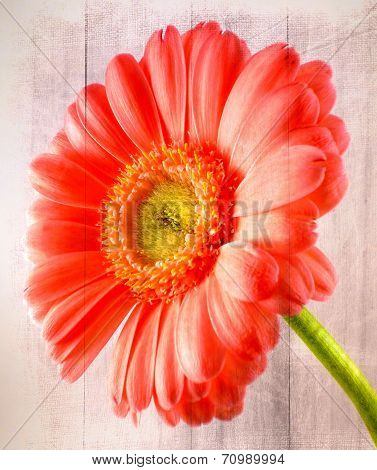 gerbera