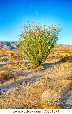 Blossoming Ocotillo