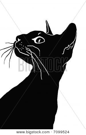 Katt