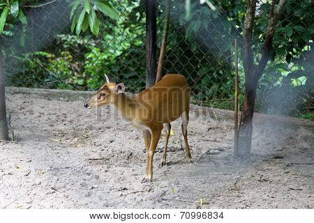 The Beautiful brown  Deer in Thailand zoo,