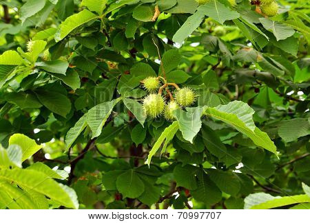 Chestnuts On Tree Branch