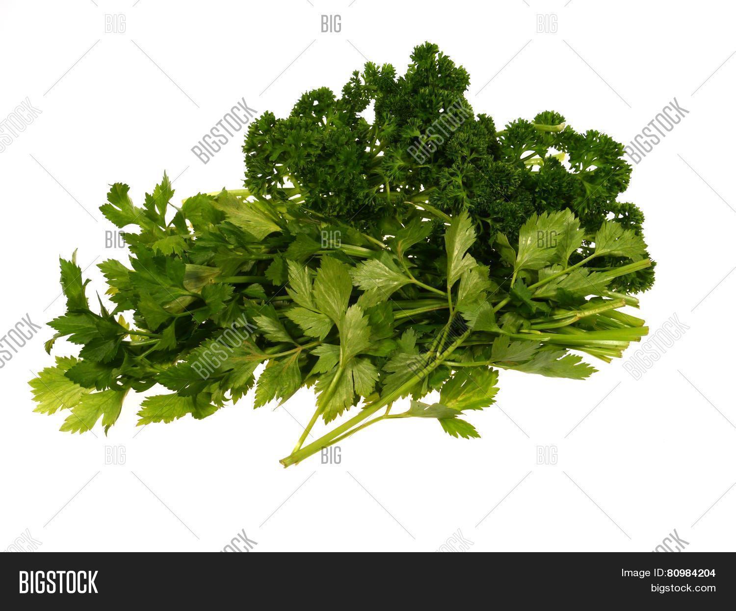 Isolated Celery Parsly Image & Photo (Free Trial) Bigstock