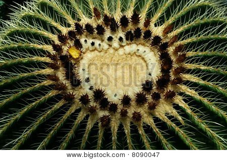 Cactus sydämen muotoon