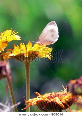 Butterfly2
