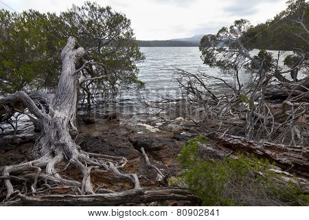  Roots and trees at the Mallacoota Inlet, Gippsland, Australia