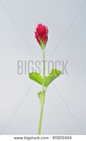 Crimson Clover (trifolium Incarnatum)