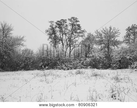 Winter Forest 2