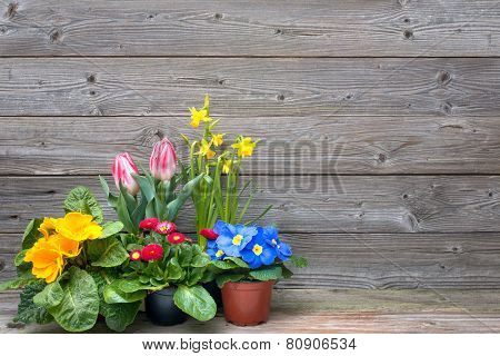 spring flowers in pots on wooden background. Tulips, primulas, daffodils