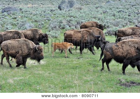 bison