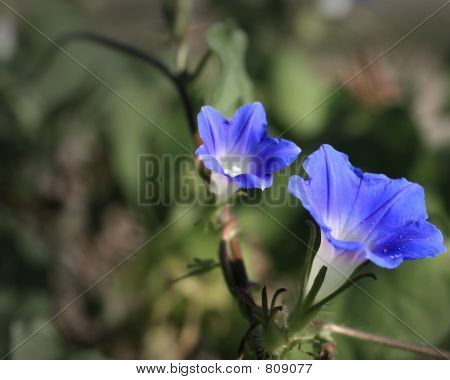 Morning glory