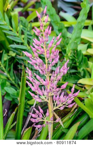 Portea  Petropolitana Flower In Garden