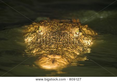 Krokodýl zblízka