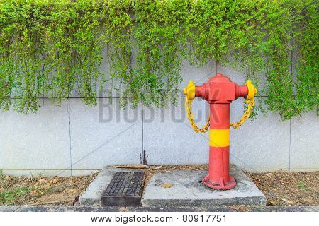 Green Plant On The Wall With Red Hydrant