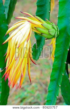 Dragon Fruits