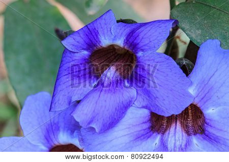 Beautiful Wild Flower In Forest