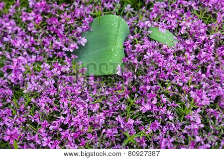Blooming Pink Phloxes (phlox Subulata)