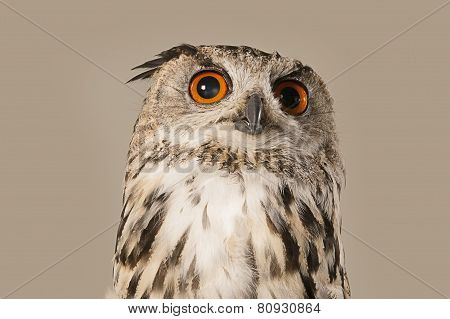 EAGLE OWL