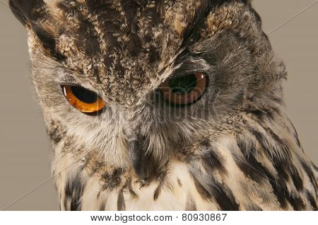 EAGLE OWL