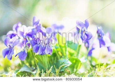 Violet Fragrance