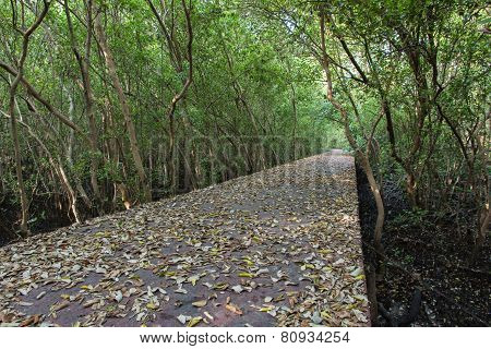 The Forest Mangrove
