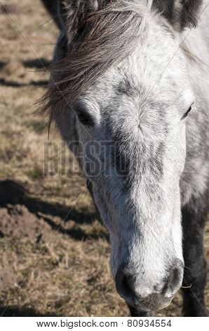 Head of a hinny