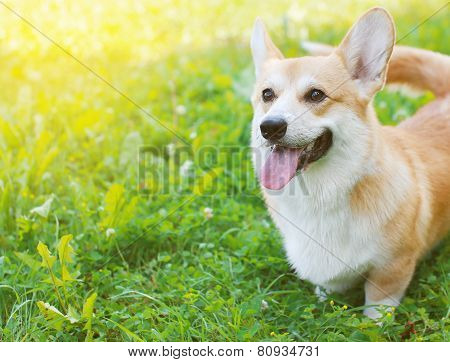 Happy Dog Welsh Corgi Pembroke In Summer Day