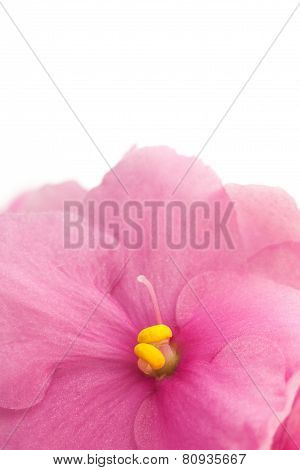 African Violets