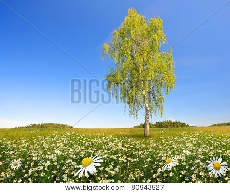 Birch tree on spring meadow.