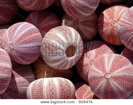 Seeanemonen