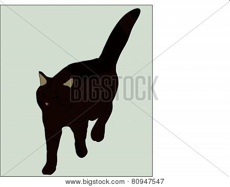 Brown cat