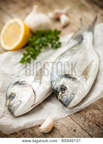 Gilt-head Sea Bream Fish