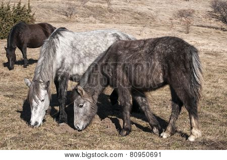 Hinnies on winter meadow