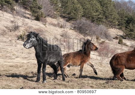 Hinnies on winter meadow