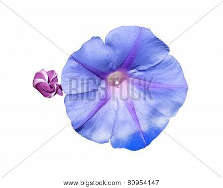 Morning glory Ipomea bud and purple flower