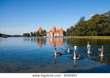 Cigni vicino al castello di Trakai